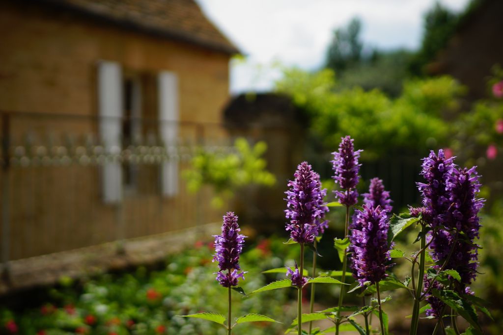 Les Hauts de Saint Vincent gallery - Gallery