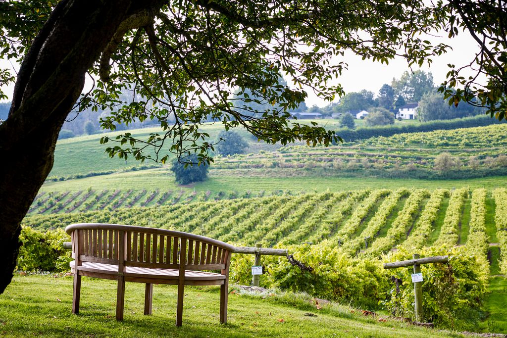 Three choirs store vineyard