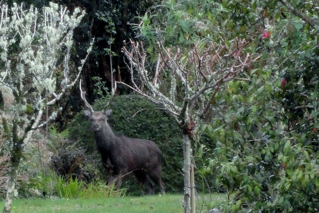 Carrig Country House & Restaurant gallery - Gallery