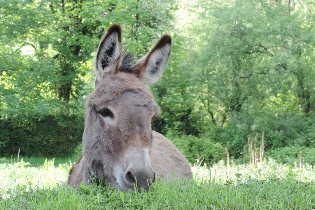 Pembrokeshire Farm B&B gallery - Gallery