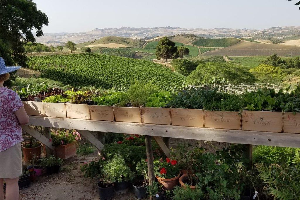Regaleali Winery Estate gallery - Gallery