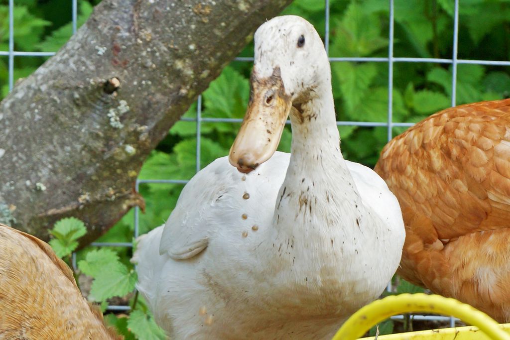 Eatonden Manor Farm gallery - Gallery
