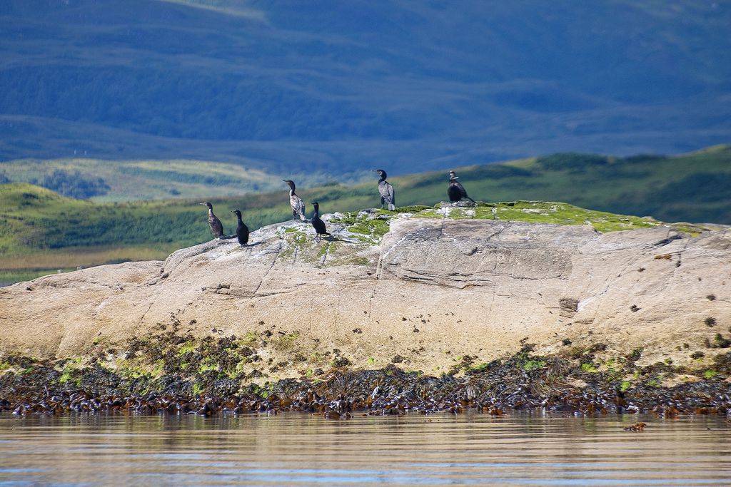 Isle of Shuna Cottages gallery - Gallery