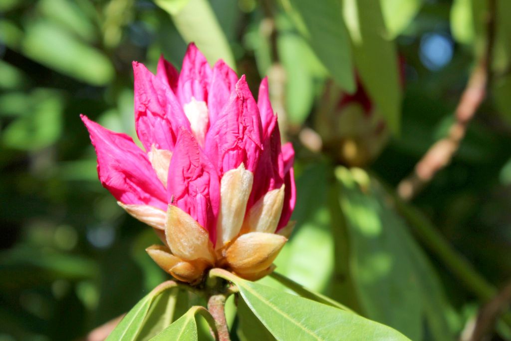 Kilmokea Country Manor & Gardens gallery - Gallery