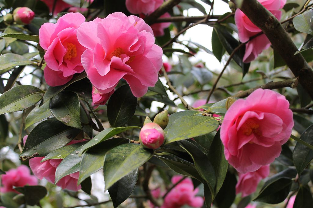 Kilmokea Country Manor & Gardens gallery - Gallery