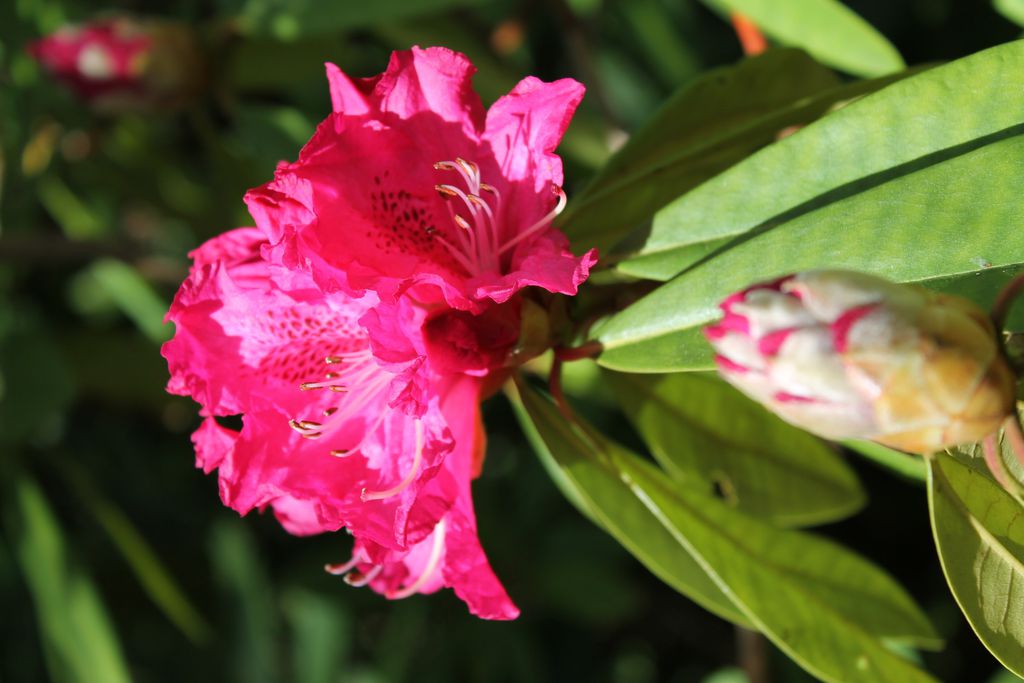 Kilmokea Country Manor & Gardens gallery - Gallery