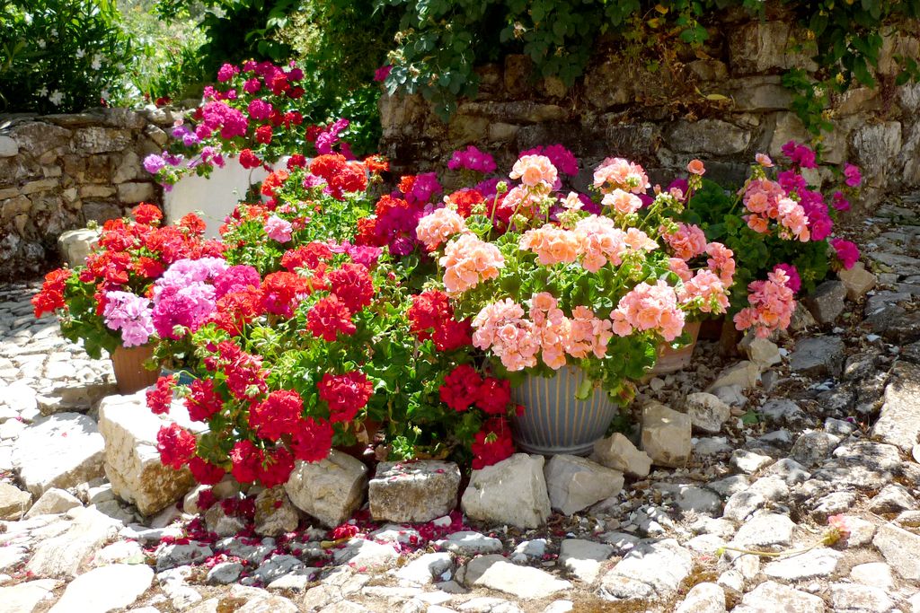 Cortijo Las Rosas gallery - Gallery