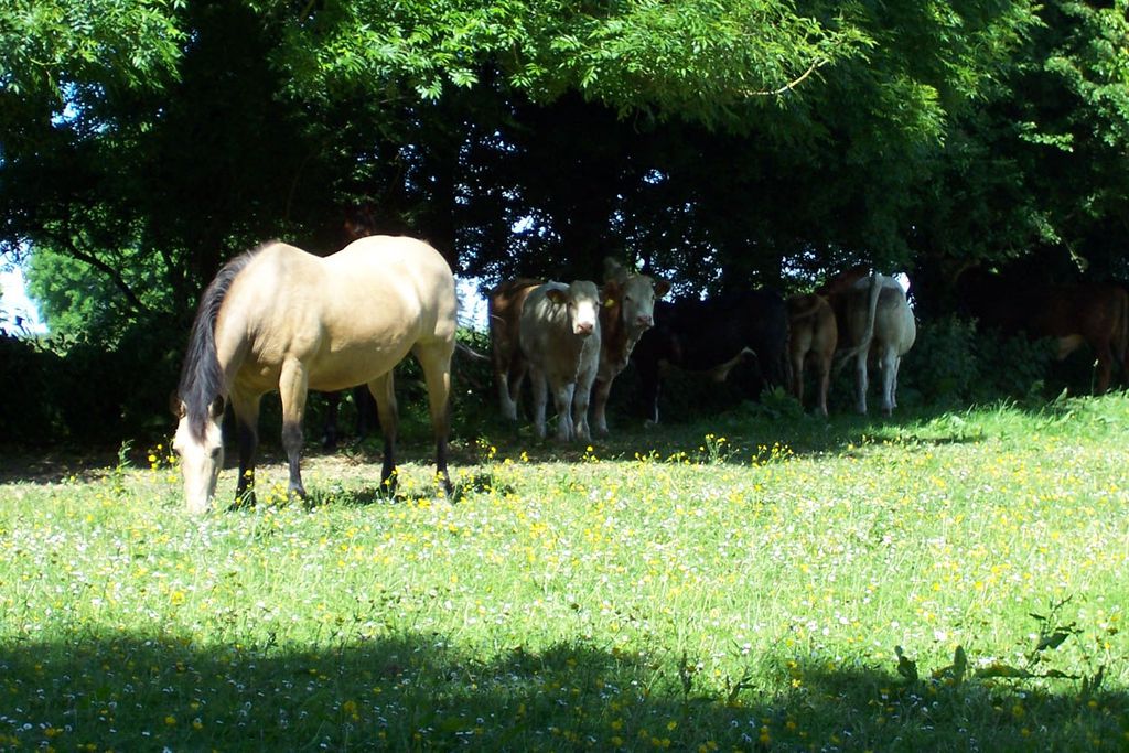 Courtyard Cottage - Gallery