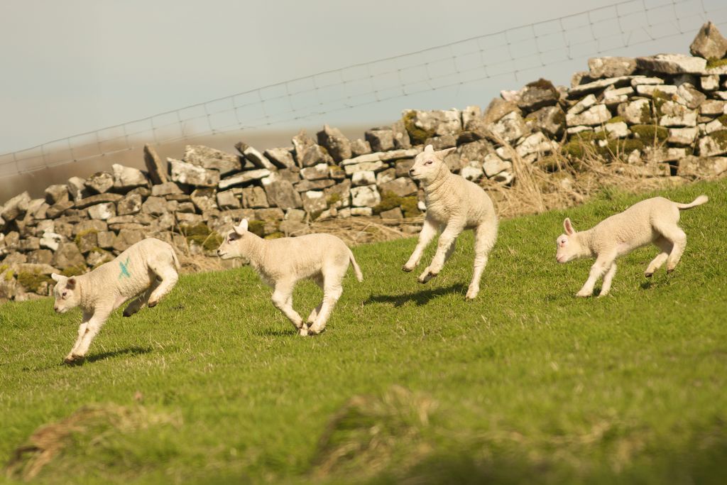 Stay Lambing Live gallery - Gallery