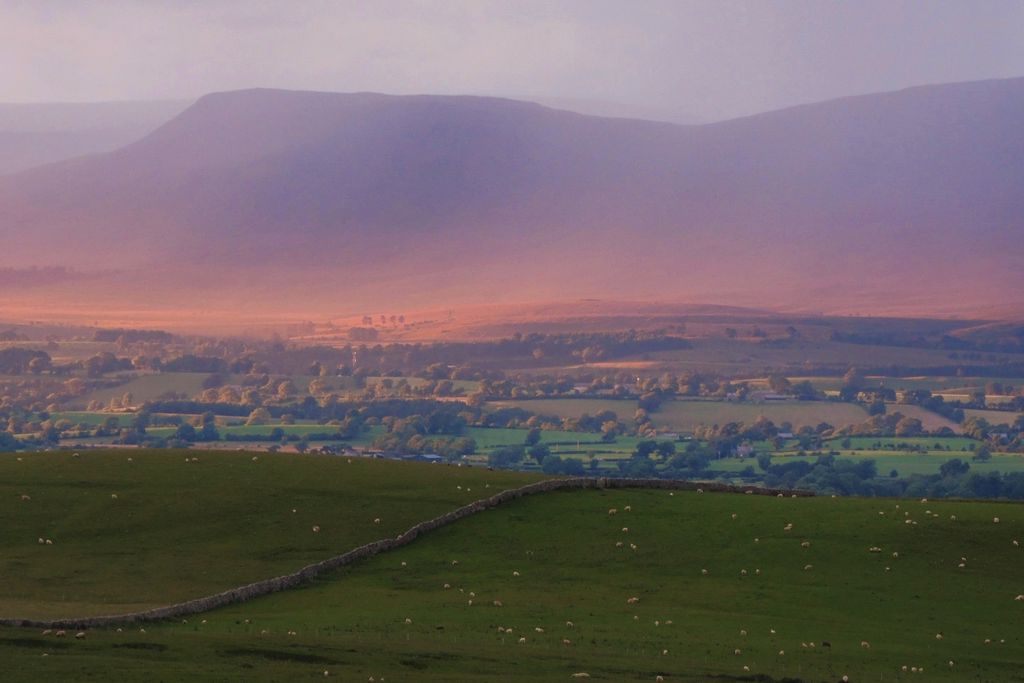 Stay Lambing Live gallery - Gallery