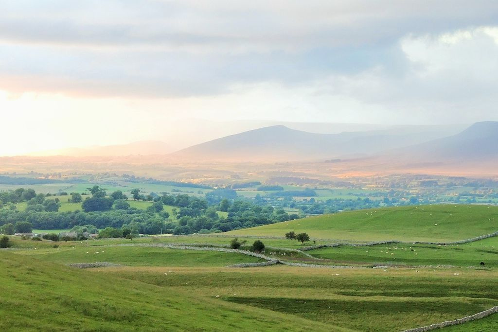 Stay Lambing Live gallery - Gallery