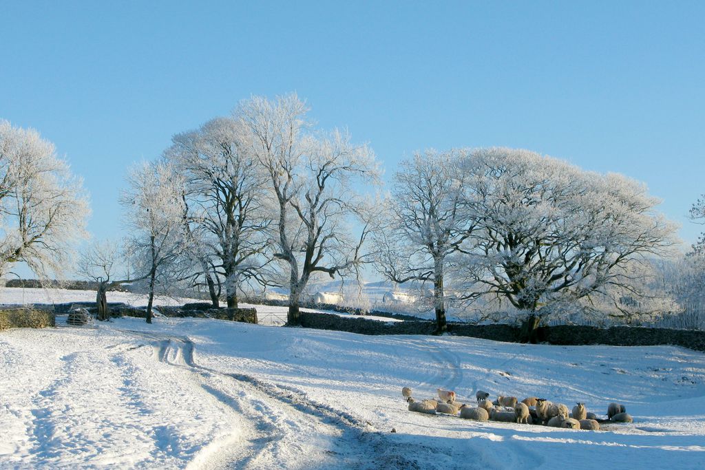 Stay Lambing Live gallery - Gallery