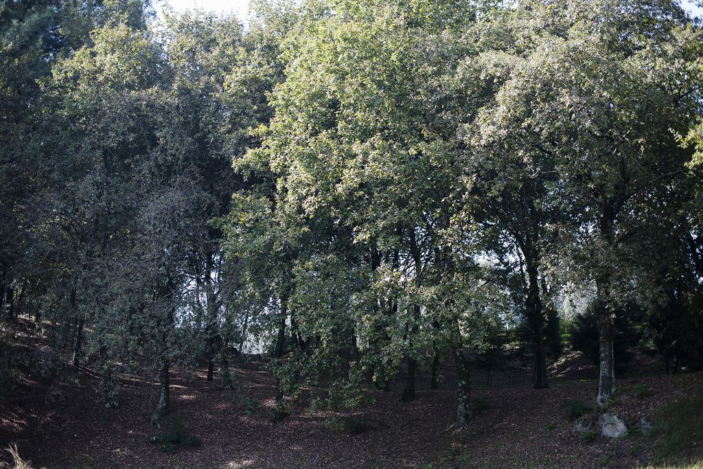 Quinta de Freixieiro gallery - Gallery