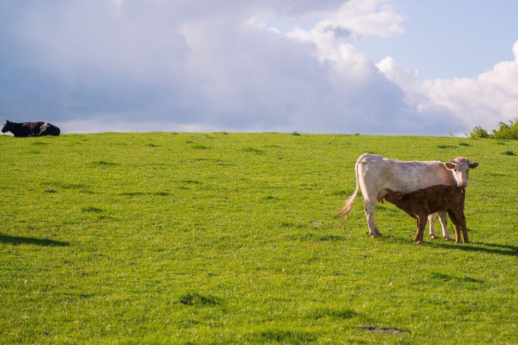 Huntlands Farm gallery - Gallery