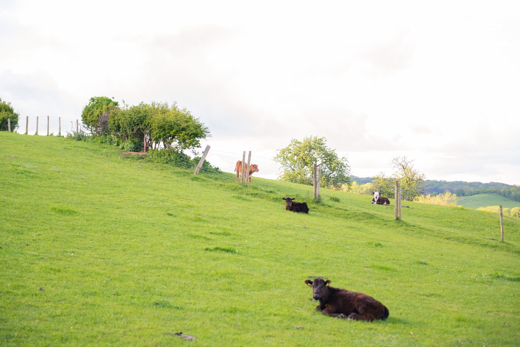 Huntlands Farm gallery - Gallery