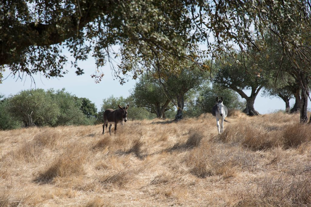 Quinta do Cano gallery - Gallery