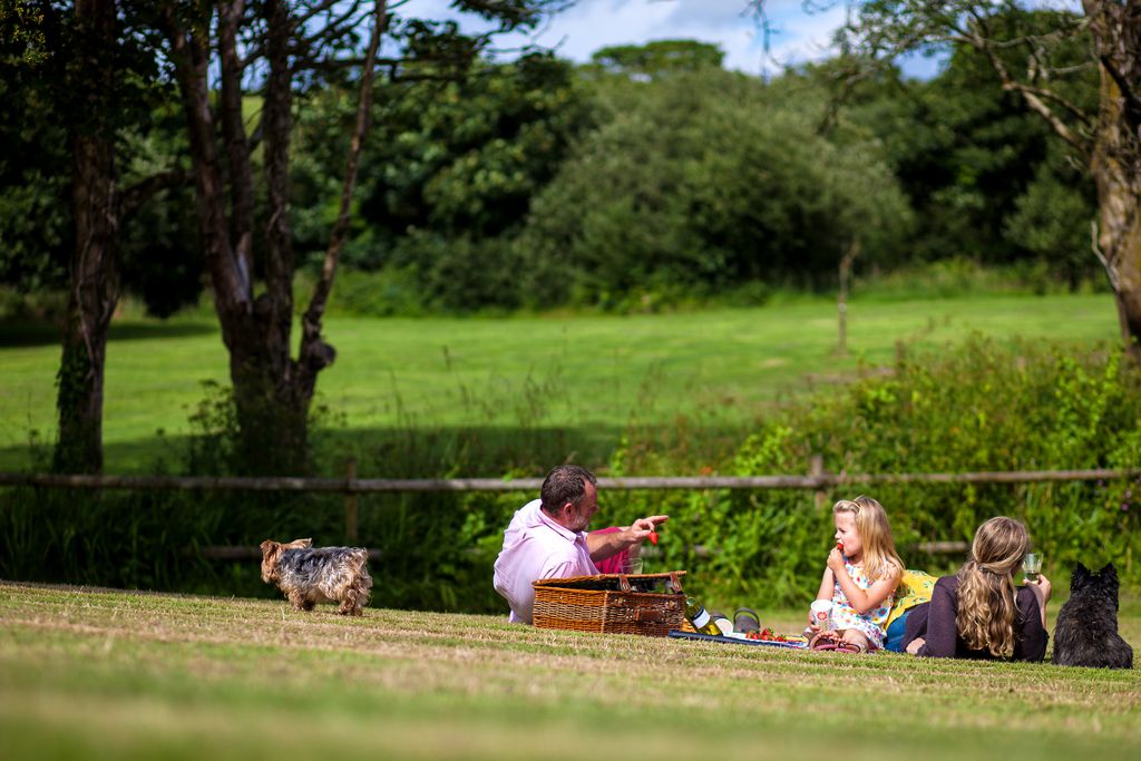 A beautiful picnic in the sun with the family and the dogs