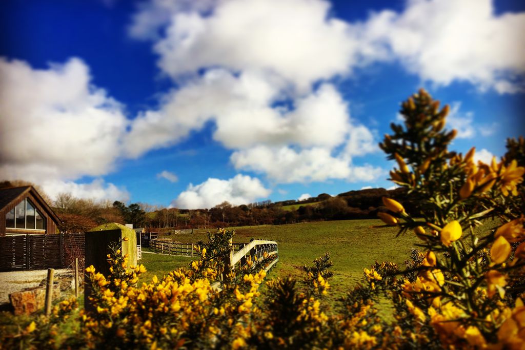 View of the countryside surrounding the farm, bright yellow flowers showing against the blue sky