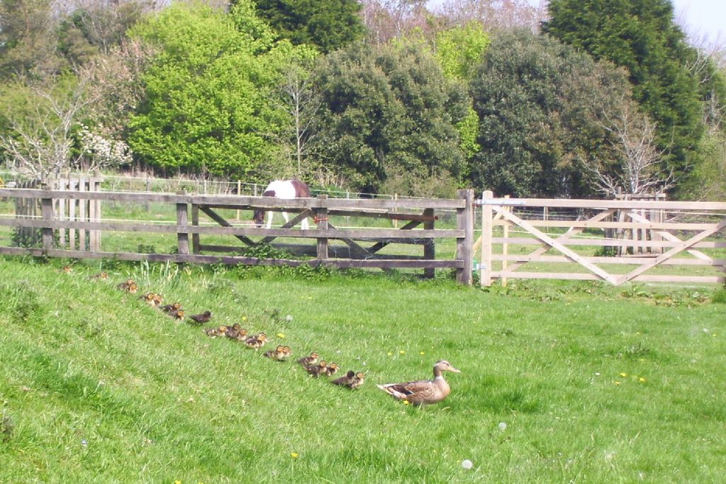 Line ducklings following their mother