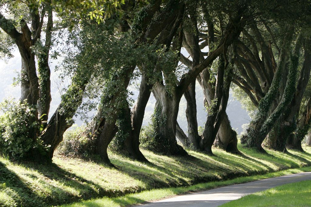 Tree lined path