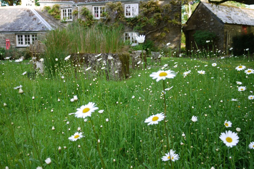 Wildflower meadow outside Botelet in Cornwall