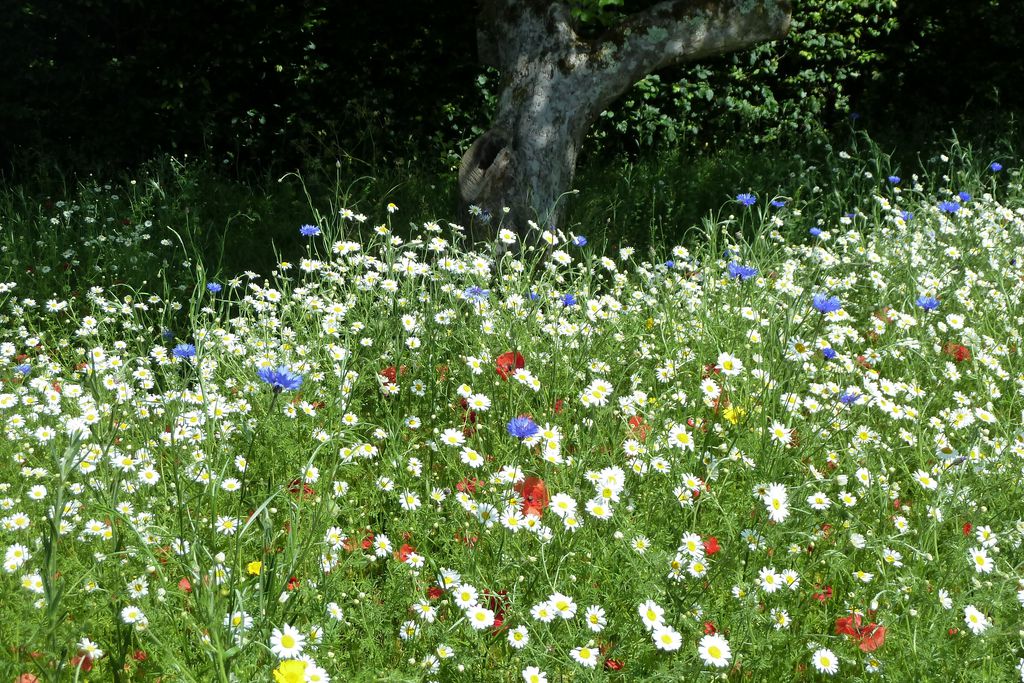 Wild flowers growing
