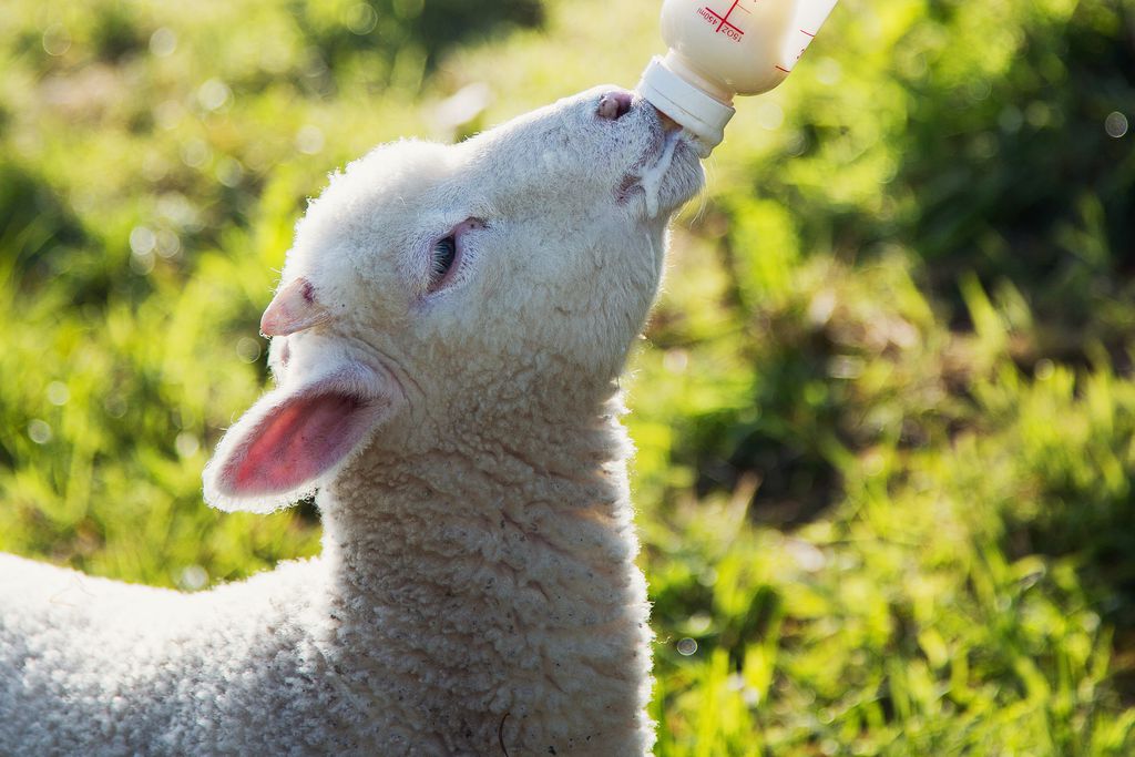 Close of a sheep feeding