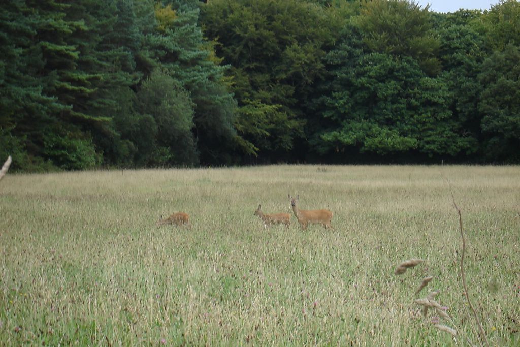Deer at Bolotho Barn