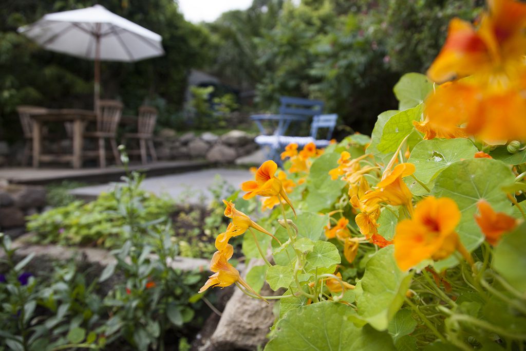 Colourful flowers in the garden