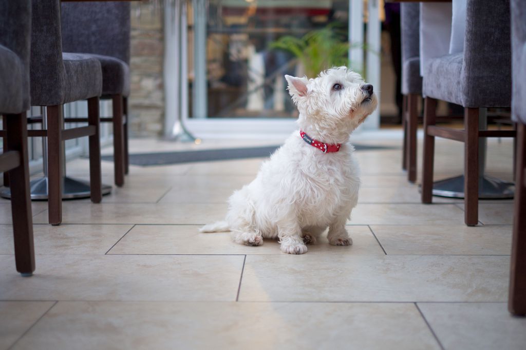 West Highland Terrier
