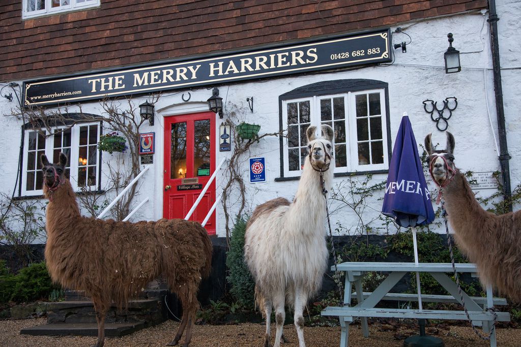 The Merry Harriers gallery - Gallery