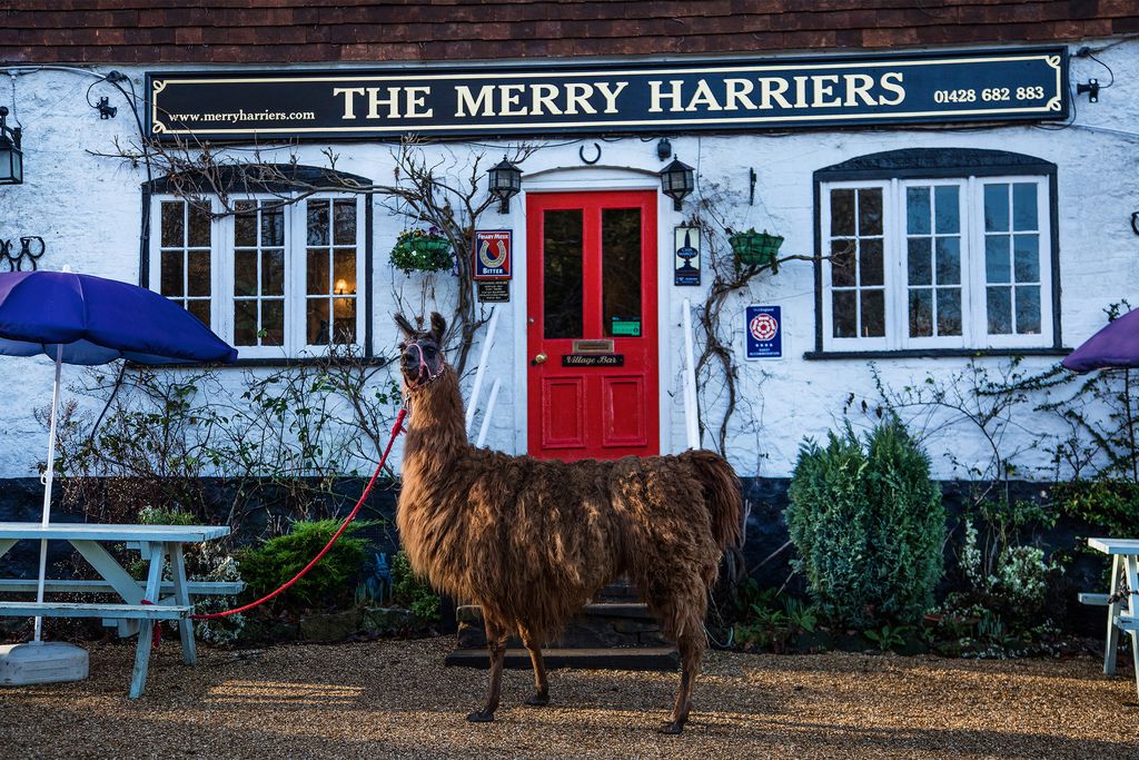 The Merry Harriers gallery - Gallery