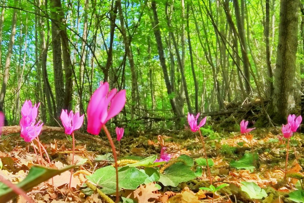 Wild Umbria gallery - Gallery