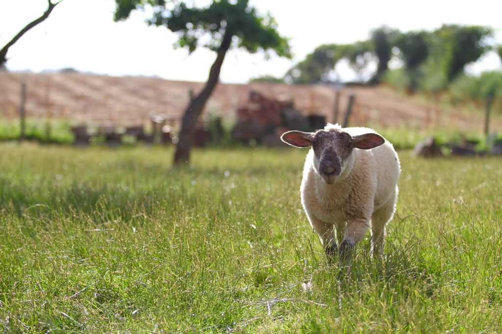 Huntlands Farm gallery - Gallery