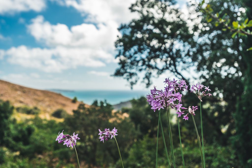 La Marchesa - Gallery