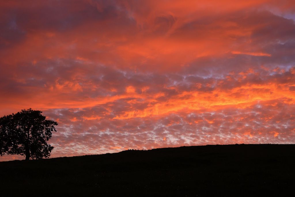 Stay Lambing Live gallery - Gallery