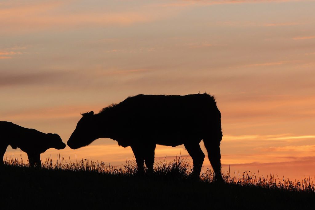 Stay Lambing Live gallery - Gallery
