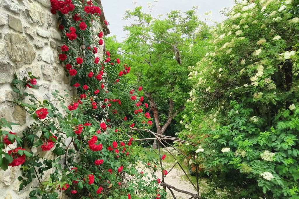 Wild Umbria gallery - Gallery