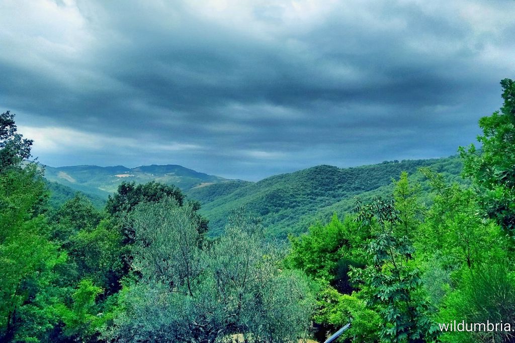 Wild Umbria gallery - Gallery