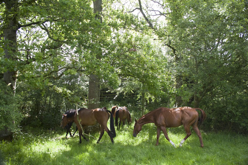 Gutchpool Farm gallery - Gallery