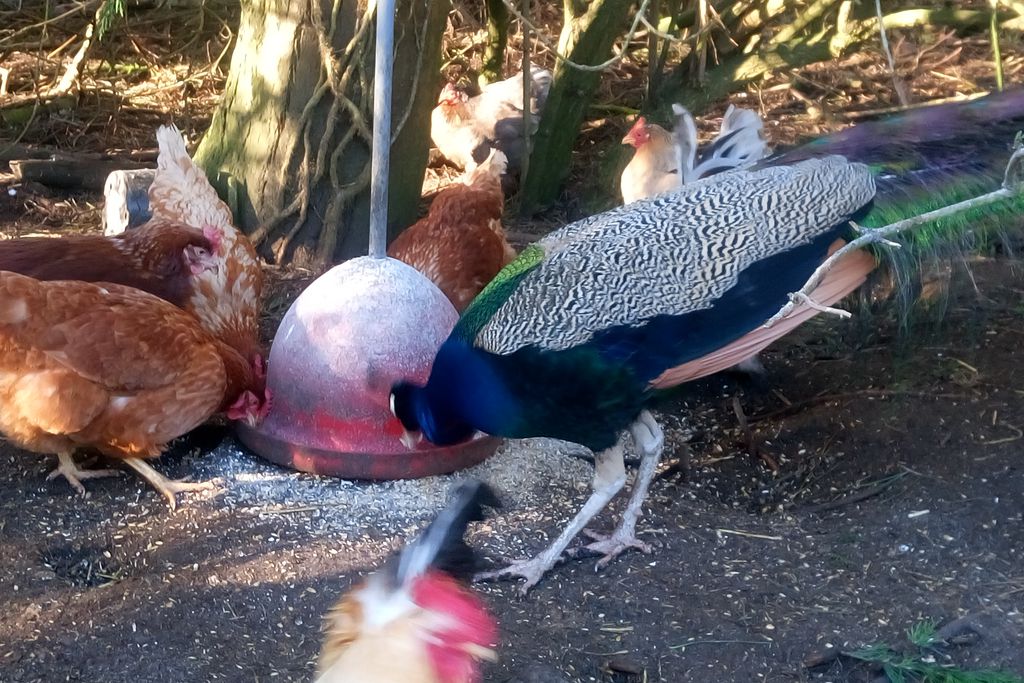 Kilmokea Country Manor & Gardens gallery - Gallery