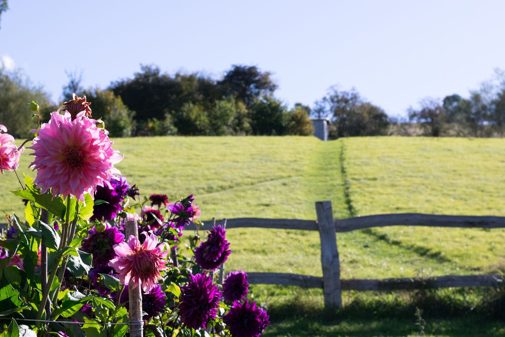 Wild Meadow gallery - Gallery