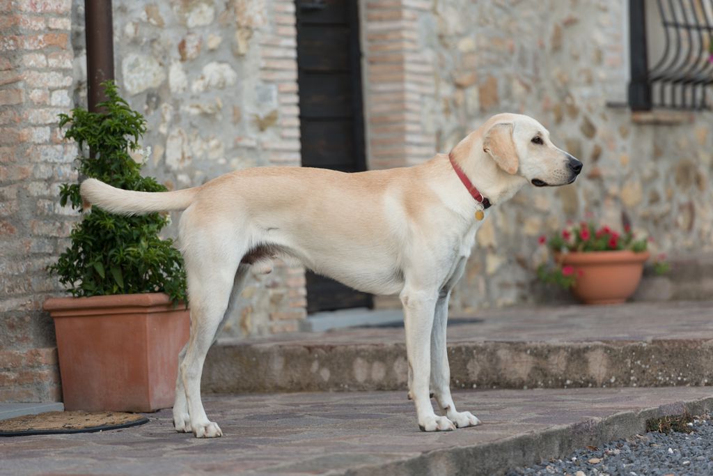 Antica Olivaia gallery - Gallery