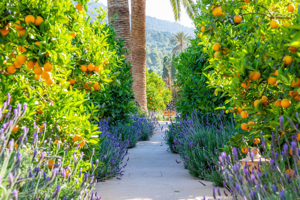 Finca – Agroturismo Ca’s Curial gallery - Gallery