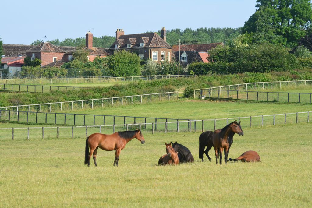 Cropredy Lawn gallery - Gallery