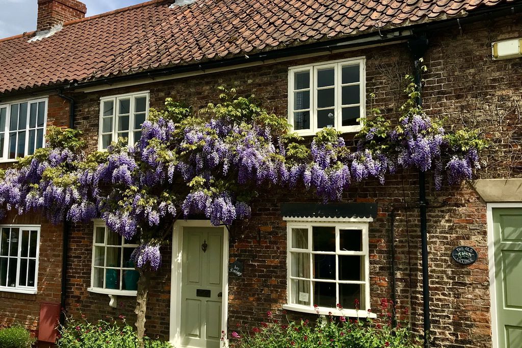 Ivy Cottage - Gallery