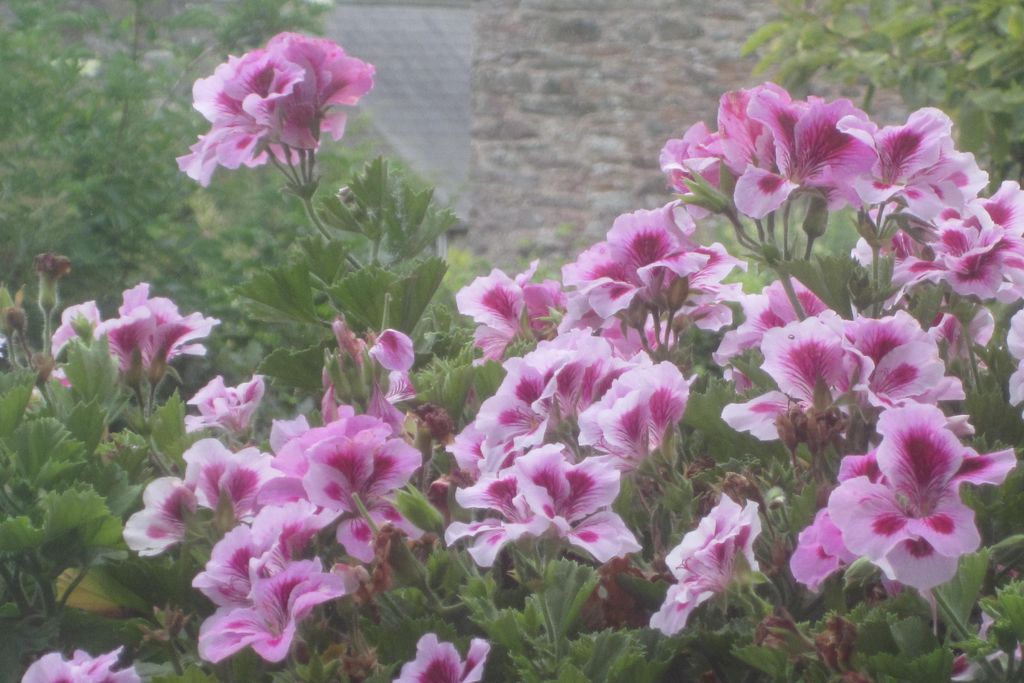 Pearse's Cottage - Gallery