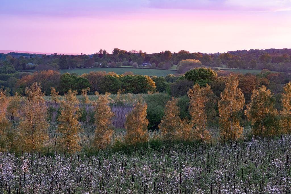 Meadow Cottage Bed & Breakfast gallery - Gallery