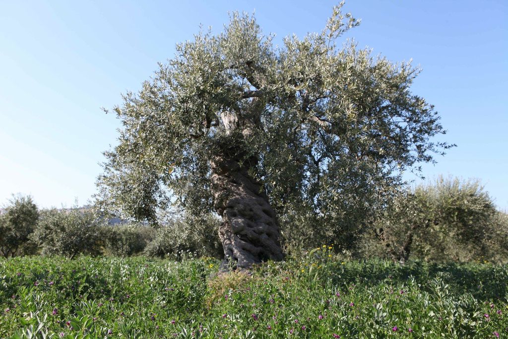 Fattoria Mosè Agriturismo 4 - Gallery