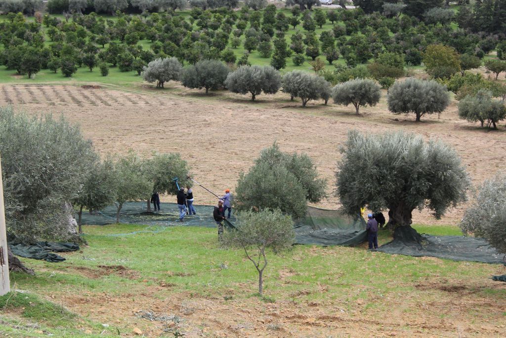 Fattoria Mosè Agriturismo 5 - Gallery